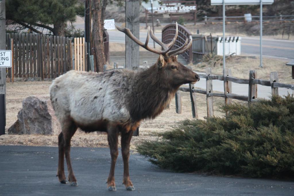 The Maxwell Inn Estes Park Bagian luar foto